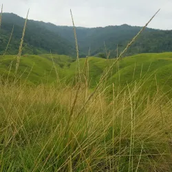 Bukit Tanjung Bobo - Luwuk