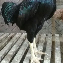 Sumber Wuluh Waterfall - Madiun