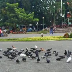 Malang City Square (Alun-Alun Kota Malang) - Malang