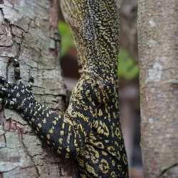 Wasur National Park - Merauke