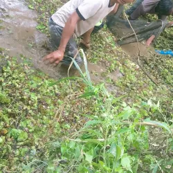 Sungai Way Sekampung - Metro