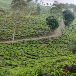 Bukit Jamus (Jamus Hill) - Nganjuk