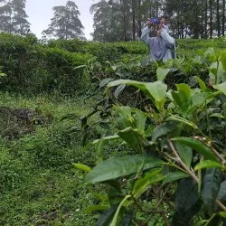 Bukit Jamus (Jamus Hill) - Nganjuk
