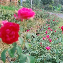 Desa Wisata Ngliman (Ngliman Tourism Village) - Nganjuk