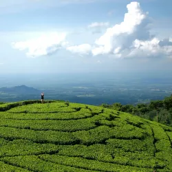 Kebun Teh Jamus (Jamus Tea Garden) - Nganjuk