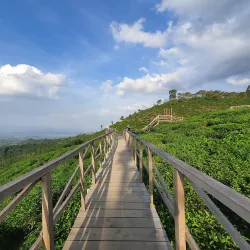 Kebun Teh Jamus (Jamus Tea Garden) - Nganjuk