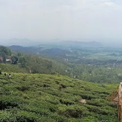 Kebun Teh Jamus (Jamus Tea Garden) - Nganjuk
