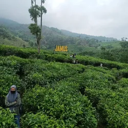 Kebun Teh Jamus (Jamus Tea Garden) - Nganjuk