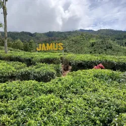 Kebun Teh Jamus (Jamus Tea Garden) - Nganjuk