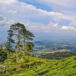 Kebun Teh Jamus (Jamus Tea Garden) - Nganjuk