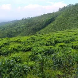Kebun Teh Jamus (Jamus Tea Garden) - Nganjuk
