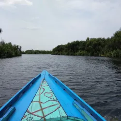 Taman Nasional Sebangau (Sebangau National Park) - Palangkaraya