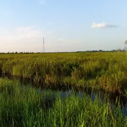 Taman Nasional Sebangau (Sebangau National Park) - Palangkaraya