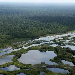 Taman Nasional Sebangau (Sebangau National Park) - Palangkaraya