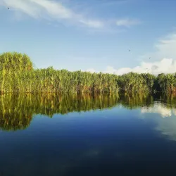 Taman Nasional Sebangau (Sebangau National Park) - Palangkaraya