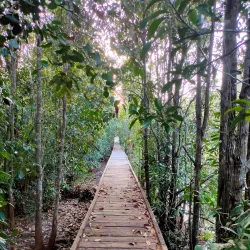 Taman Nasional Sebangau (Sebangau National Park) - Palangkaraya