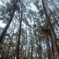 Punti Kayu Nature Park - Palembang