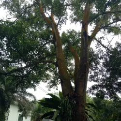 Alun-Alun Kota Pekanbaru - Pekanbaru