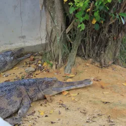 Pekanbaru Zoo - Pekanbaru