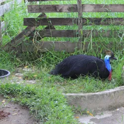 Pekanbaru Zoo - Pekanbaru
