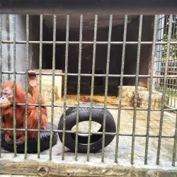 Pekanbaru Zoo - Pekanbaru