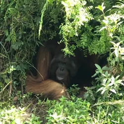 Samboja Lestari Orangutan Sanctuary - Samarinda
