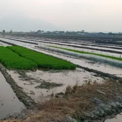 Porong River - Sidoarjo