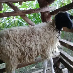 Tanggulangin Village - Sidoarjo