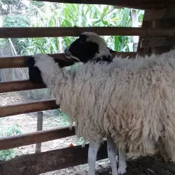 Tanggulangin Village - Sidoarjo