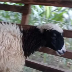 Tanggulangin Village - Sidoarjo