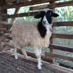 Tanggulangin Village - Sidoarjo