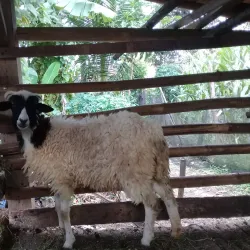 Tanggulangin Village - Sidoarjo