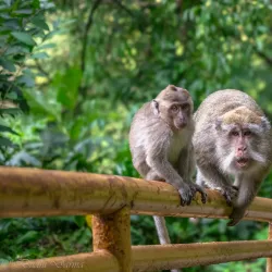 Curug Cimahi (Rainbow Waterfall) - Sukabumi
