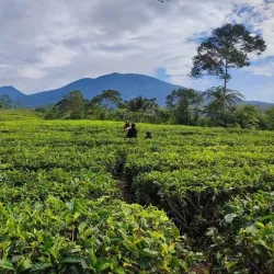 Sukabumi Tea Plantations - Sukabumi