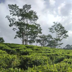 Sukabumi Tea Plantations - Sukabumi