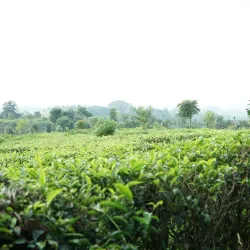 Sukabumi Tea Plantations - Sukabumi