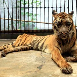 Surabaya Zoo (Kebun Binatang Surabaya) - Surabaya