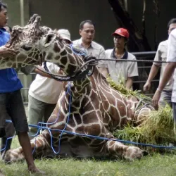 Surabaya Zoo (Kebun Binatang Surabaya) - Surabaya