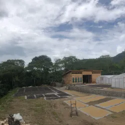 Gayo Coffee Plantations - Takengon