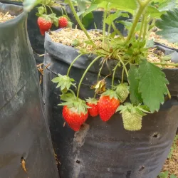 Gayo Coffee Plantations - Takengon