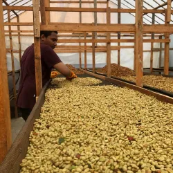 Gayo Coffee Plantations - Takengon