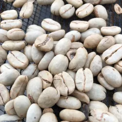 Gayo Coffee Plantations - Takengon