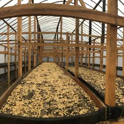 Gayo Coffee Plantations - Takengon