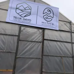 Gayo Coffee Plantations - Takengon