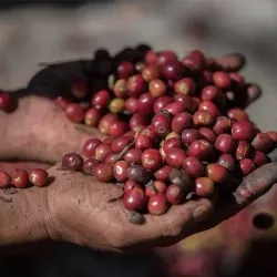 Gayo Coffee Plantations - Takengon