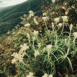 Gunung Burni Telong - Takengon