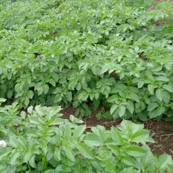 Pantan Musara Waterfall - Takengon