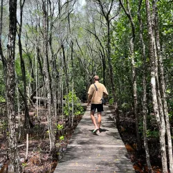 Mangrove Forests of Karimun - Tanjung Balai Karimun