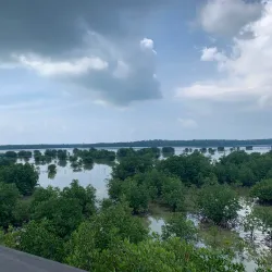 Mangrove Forests of Karimun - Tanjung Balai Karimun