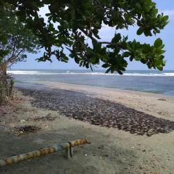 Cipatujah Beach - Tasikmalaya